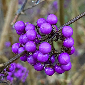 berries