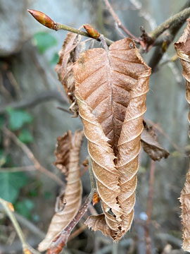leaves