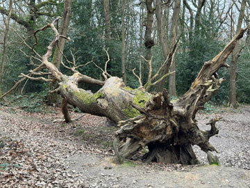 fallen tree