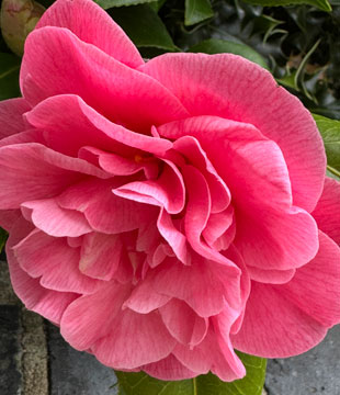 camellia