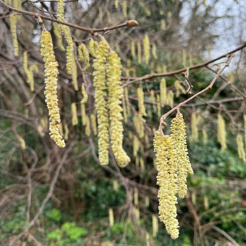 catkins