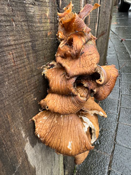 fungus