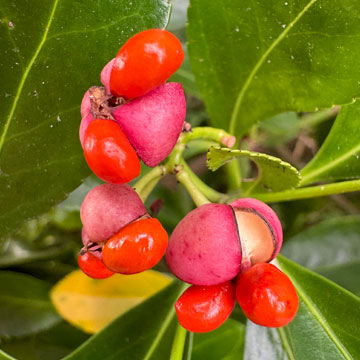 euonymus