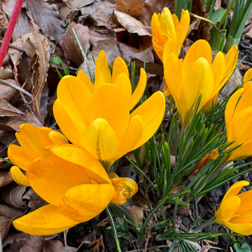 crocus