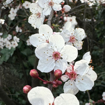 prunus