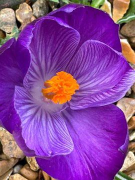 crocus