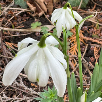 snowdrop