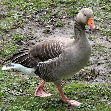 greylag