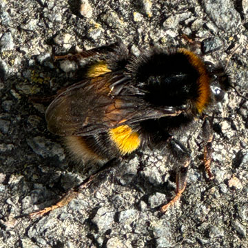 Bee