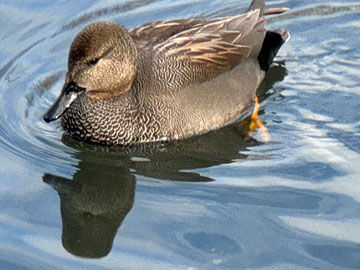 gadwall