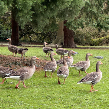 geese