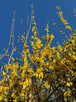 forsythia