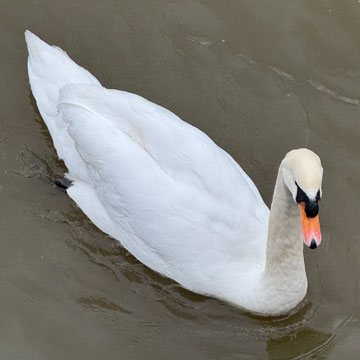 swan