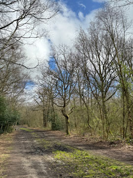 petts wood