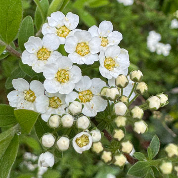 white flowers