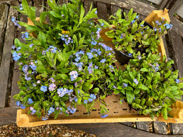 forget-me-nots