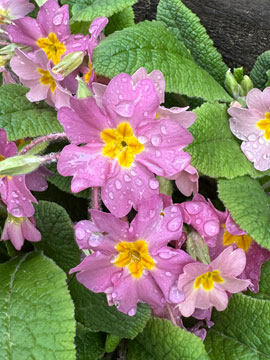 primula