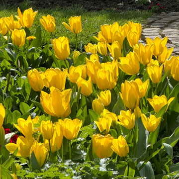 tulips