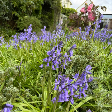 bluebells