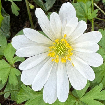 anemone