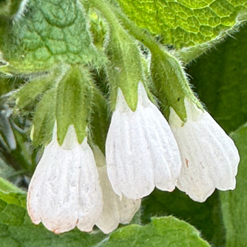 comfrey