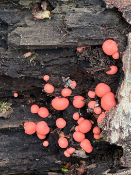 fungus