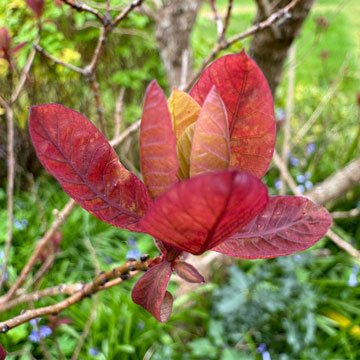 cotinus