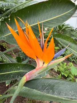bird of paradise