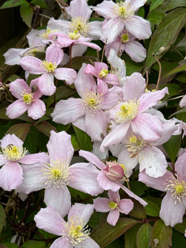 clematis