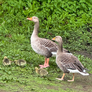 greylag