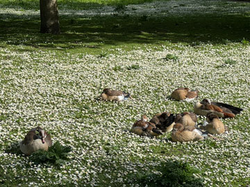 Egyptian geese