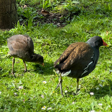 moorhen