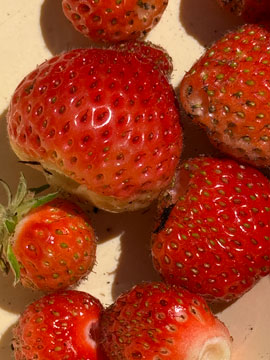 strawberries