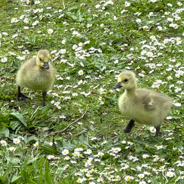 Canadian Goslings
