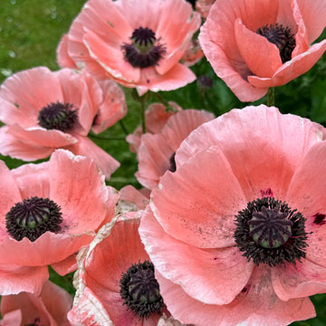 poppies