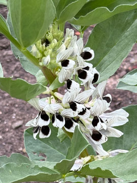 broad beans