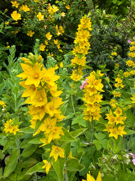 loosestrife
