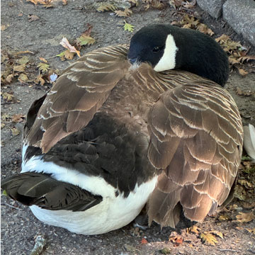 canadian goose