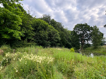 pond area