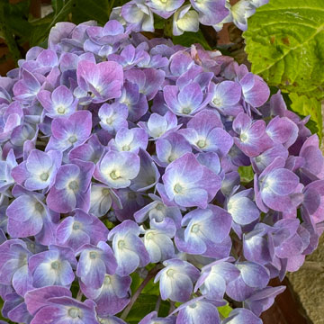 hydrangea