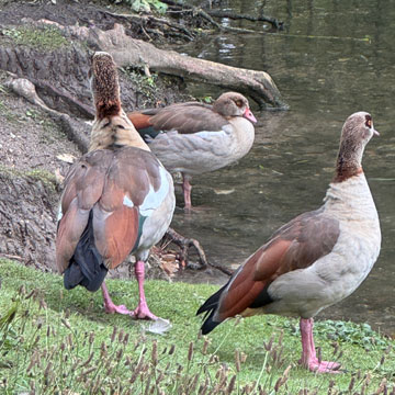 geese