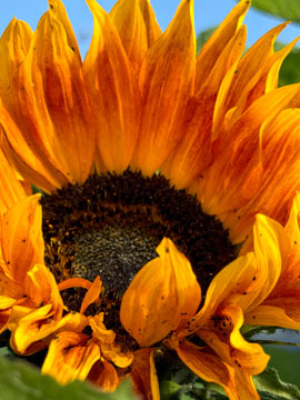 sunflower