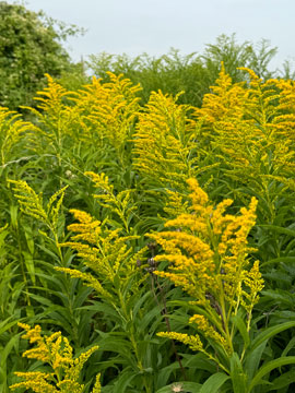 golden rod