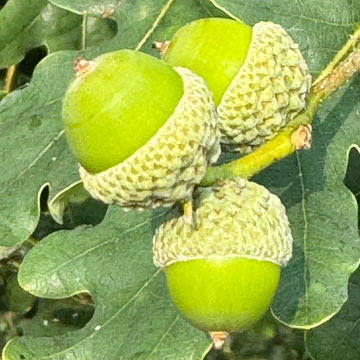 acorns