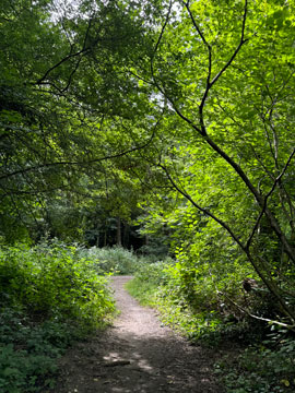 woodland
