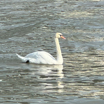 swan