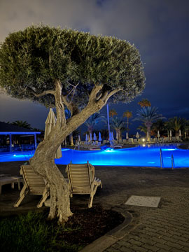 tree and pool