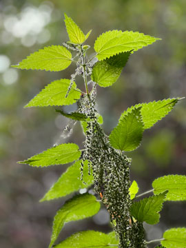 nettle
