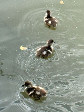 goslings