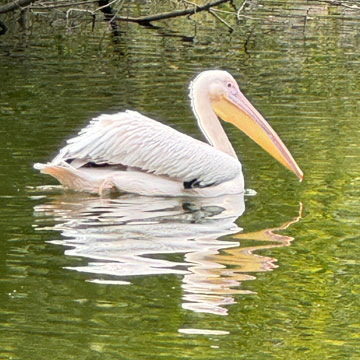 pelican